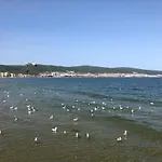 Sirena Szveti Vlasz